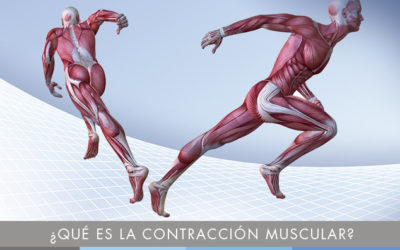 ¿Qué es la contracción muscular?