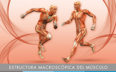 Estructura macroscópica del músculo