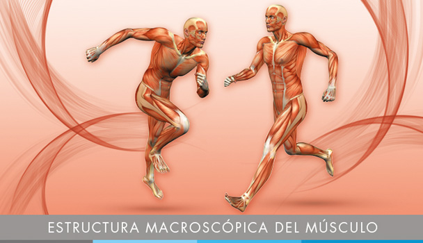 Estructura macroscópica del músculo